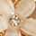 GOLD-IVORY