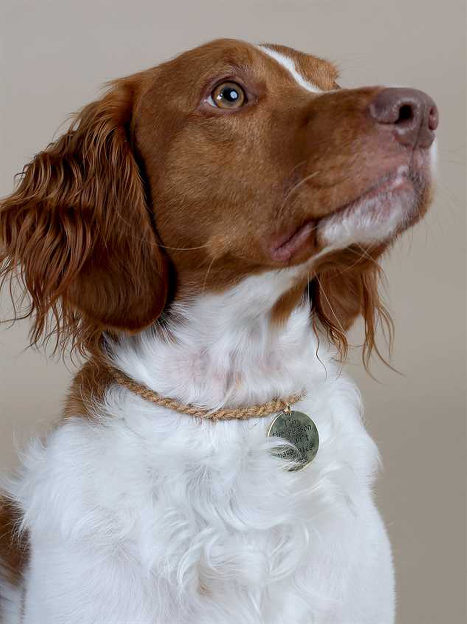 Bear dog deals tag