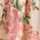 IVORY-PINK