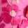 PINK-MULTI
