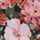 PINK-FLORAL