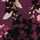 PURPLE-MULTI