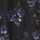 BLACK-BLUE