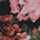 PINK-FLORAL